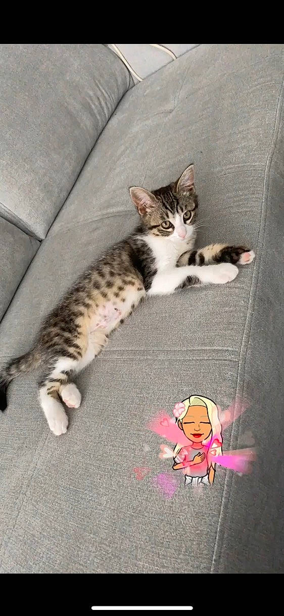 Mia participe au concours pour gagner de l'argent avec cette photo : carmine, carnivore, cat, claw, comfort, couch, domestic_short_haired_cat, felidae, flooring, foot, fur, linens, pattern, paw, sitting, small_to_medium_sized_cats, snout, stuffed_toy, tail, whiskers