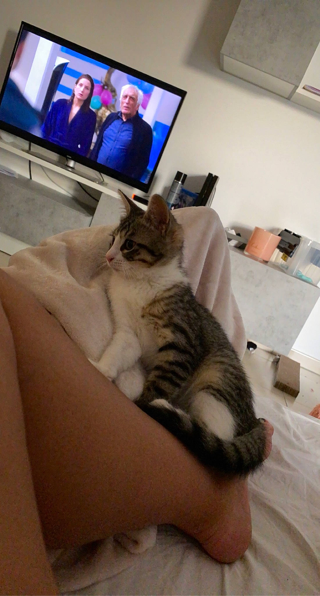 Mia a rejoint le concours — aidez-le/la à gagner de superbes lots ! carnivore, cat, comfort, couch, electronic_device, felidae, flat_panel_display, fur, gadget, home_appliance, human_leg, lap, leg, room, shoulder, small_to_medium_sized_cats, television, television_set, thigh, whiskers