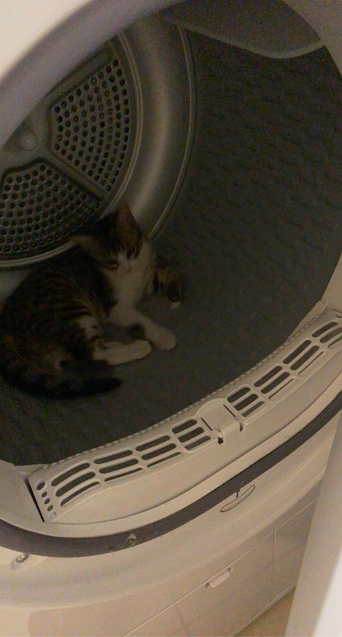 Mia participe au concours pour gagner de l'argent avec cette photo : audio_equipment, automotive_tire, carnivore, cat, cat_supply, circle, clothes_dryer, comfort, felidae, grey, home_appliance, major_appliance, mechanical_fan, output_device, pet_supply, product, rodent, small_to_medium_sized_cats, washing_machine, whiskers