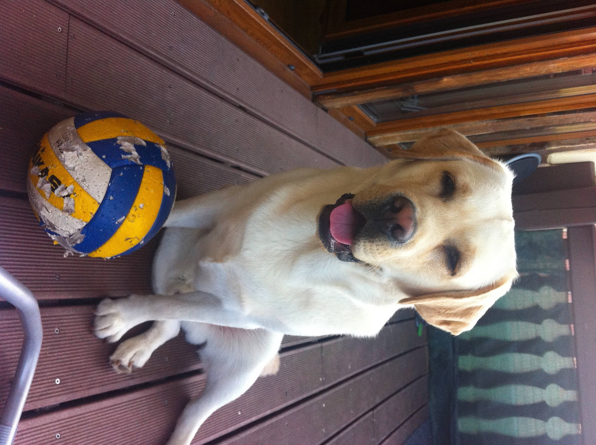 Simba a rejoint le concours — aidez-le/la à gagner de superbes lots ! ball, canidae, carnivore, collar, companion_dog, dog, dog_breed, dog_collar, door, fawn, gas, non_sporting_group, paw, pet_supply, snout, sporting_group, tail, vehicle_door, wood, working_animal