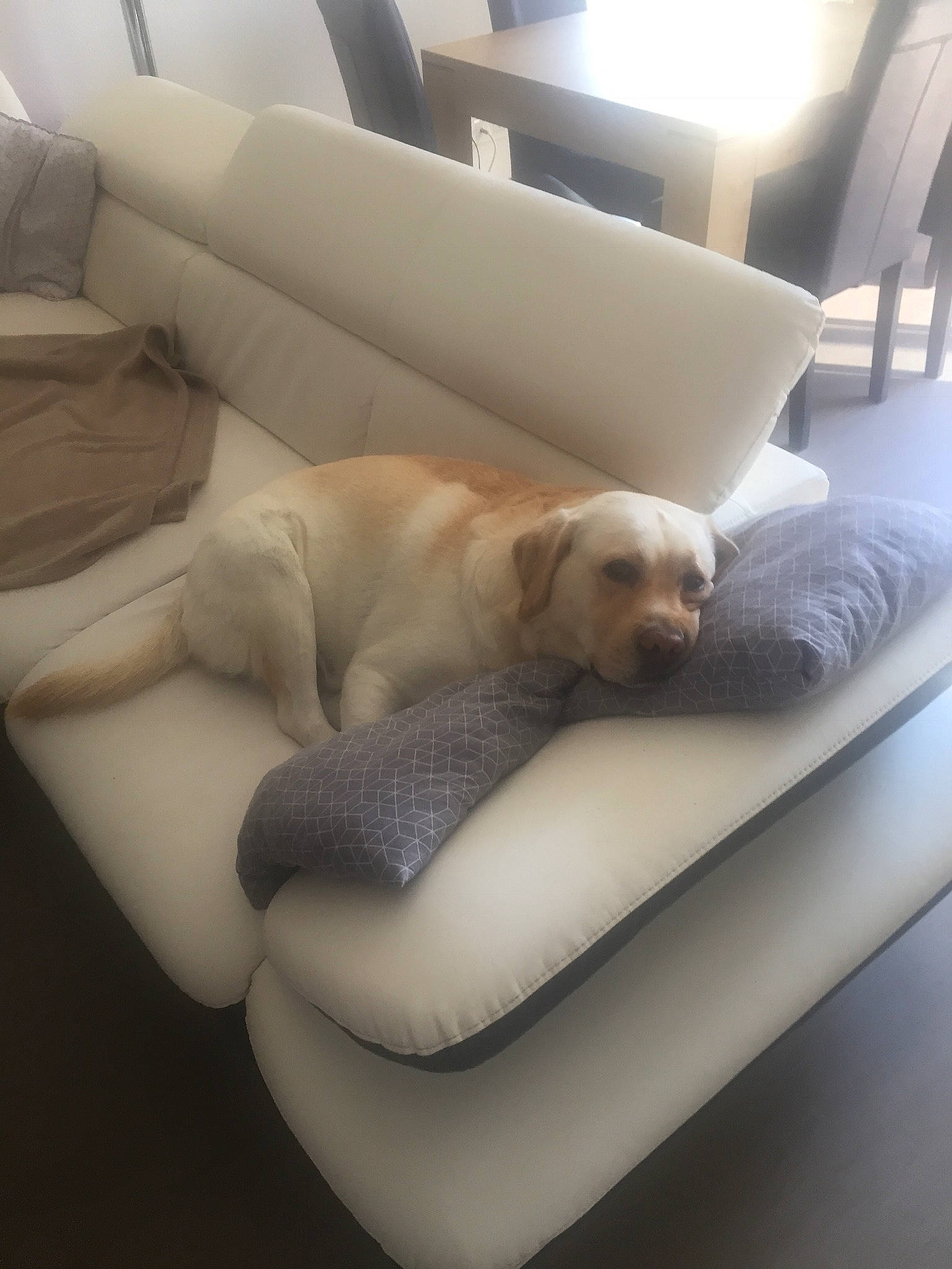 Simba a rejoint le concours — aidez-le/la à gagner de superbes lots ! canidae, carnivore, comfort, companion_dog, couch, dog, dog_breed, fawn, flooring, hardwood, mammal, nap, retriever, room, sporting_group, tail, vehicle, vertebrate, window, working_animal