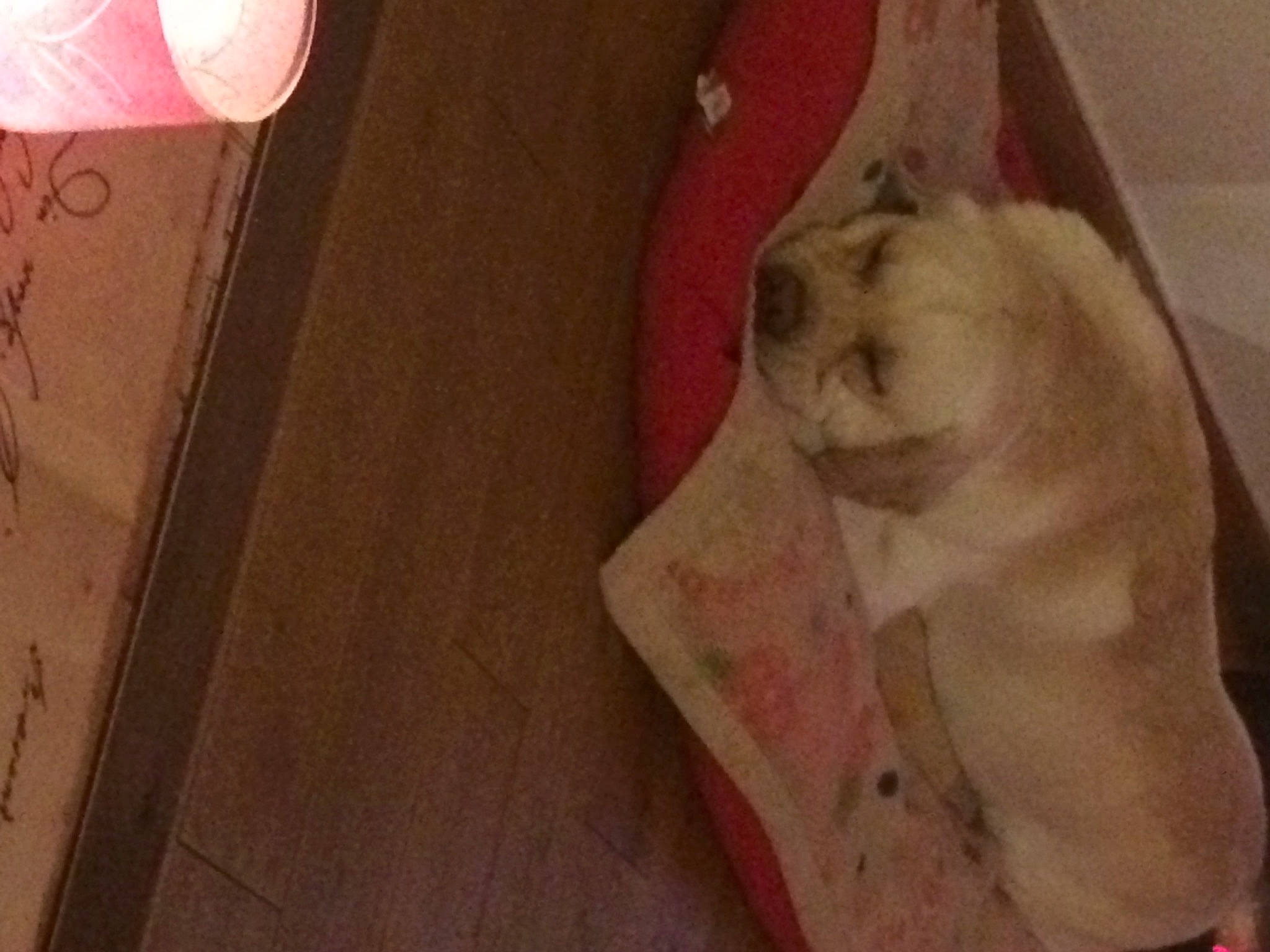 Simba participe au concours pour gagner de l'argent avec cette photo : canidae, carmine, carnivore, comfort, companion_dog, dog_breed, fawn, felidae, flooring, fur, hardwood, human_leg, room, small_to_medium_sized_cats, sporting_group, tail, textile, toy_dog, whiskers, wood