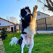 Foxy participe au concours pour gagner de l'argent avec cette photo : dog, jumping, outdoor, grass, pet, playful, animal, backyard, fence, house, sunlight, daytime, black_and_white, canine, active, fun, nature, tree, fur, motion