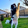 dog, jumping, outdoor, grass, pet, playful, animal, backyard, fence, house, sunlight, daytime, black_and_white, canine, active, fun, nature, tree, fur, motion