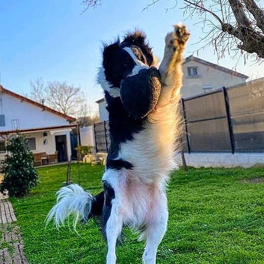 Foxy participe au concours pour gagner de l'argent avec cette photo : dog, jumping, outdoor, grass, pet, playful, animal, backyard, fence, house, sunlight, daytime, black_and_white, canine, active, fun, nature, tree, fur, motion