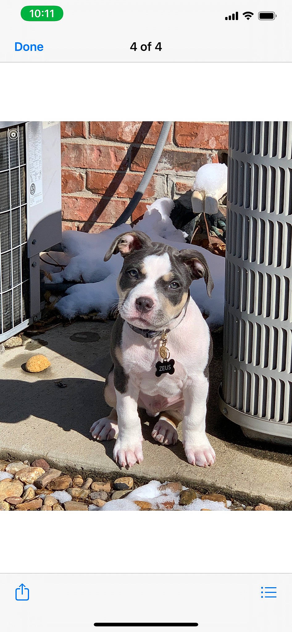 Zeus joined the competition — help win amazing prizes! american_bulldog, american_pit_bull_terrier, american_staffordshire_terrier, bully_kutta, canidae, carnivore, catahoula_bulldog, dog, dog_breed, fawn, mammal, molosser, non_sporting_group, pit_bull, rare_breed_dog, snout, sporting_group, valley_bulldog, vertebrate