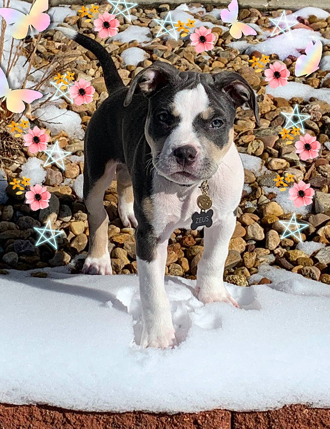 Zeus joined the competition — help win amazing prizes! american_bulldog, american_pit_bull_terrier, american_staffordshire_terrier, canidae, carnivore, catahoula_bulldog, companion_dog, dog, dog_breed, fawn, great_dane, mammal, non_sporting_group, paw, pit_bull, puppy, rare_breed_dog, snout, tail, vertebrate