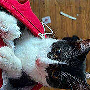 Kimi is registered to the contest to win money with this photo: cat, black_and_white, tuxedo_cat, pet, animal, upside_down, lying_down, hammock, red_fabric, white_fur, black_fur, whiskers, pink_nose, amber_eyes, indoors, wooden_floor, close_up, playful, relaxed, portrait