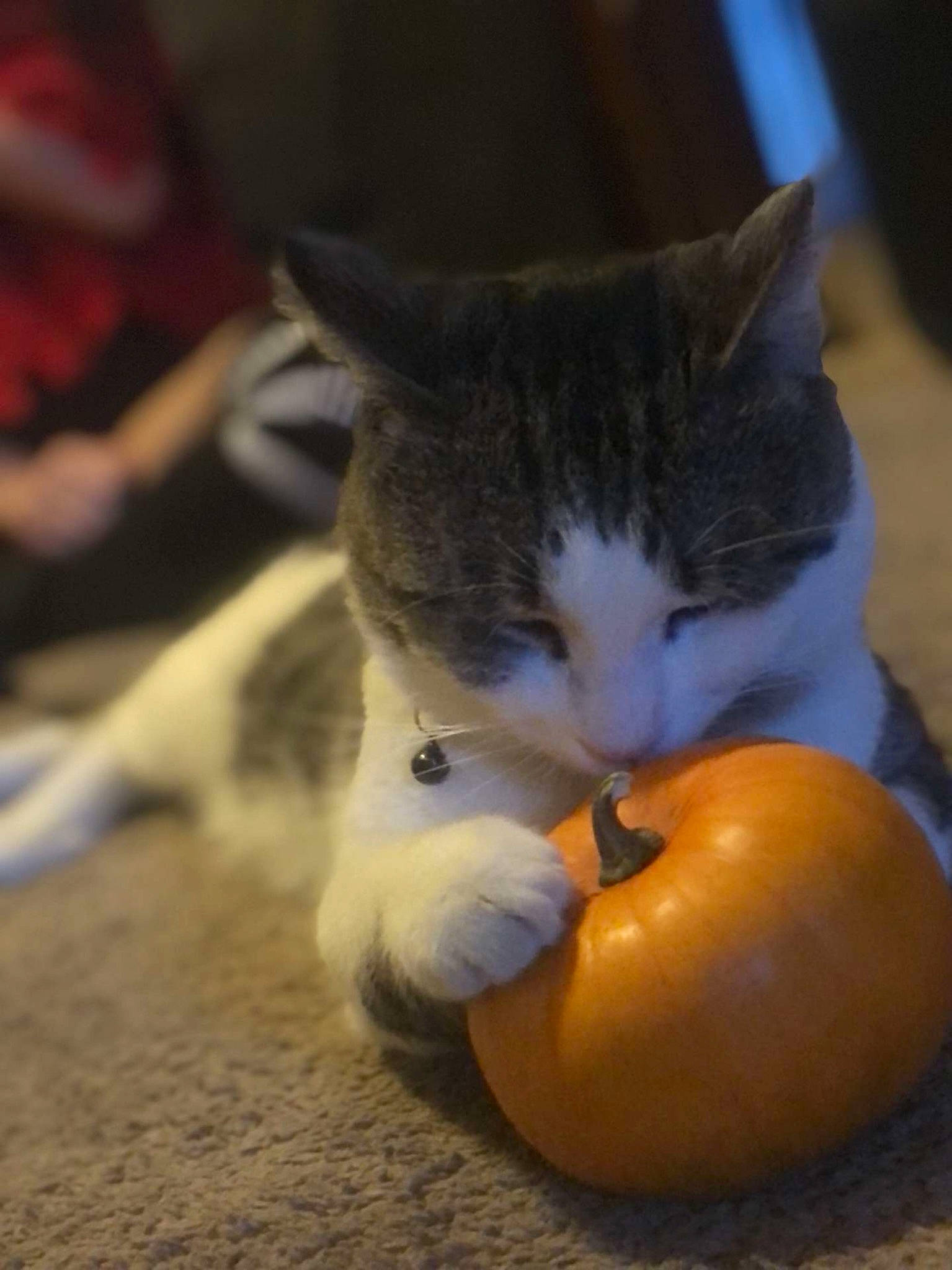 Harlow is registered to the contest to win money with this photo: apple, carnivore, cat, domestic_short_haired_cat, felidae, flooring, food, fruit, hardwood, malus, natural_foods, paw, produce, small_to_medium_sized_cats, snout, superfood, tail, vegetable, whiskers, wood