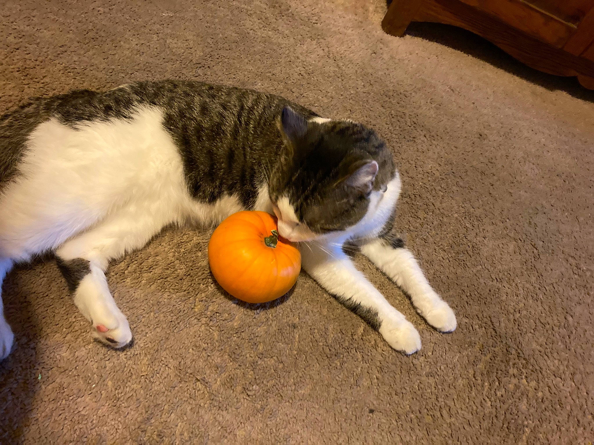 Harlow joined the competition — help win amazing prizes! ball, canidae, carnivore, cat, cat_supply, claw, companion_dog, dog_breed, domestic_short_haired_cat, felidae, flooring, fur, hardwood, paw, shipping_box, small_to_medium_sized_cats, sporting_group, tail, whiskers, wood