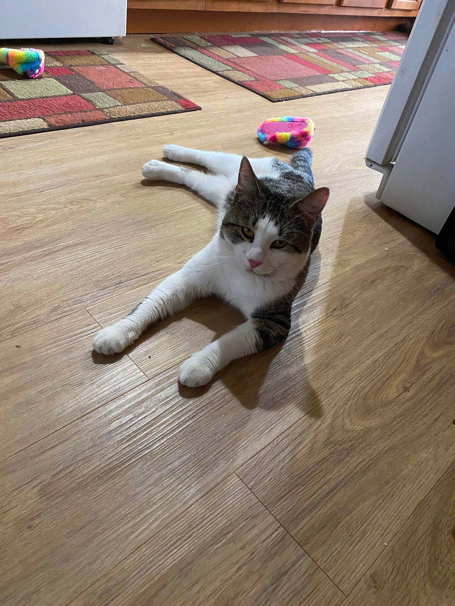 Harlow is registered to the contest to win money with this photo: carnivore, cat, companion_dog, domestic_short_haired_cat, fawn, felidae, floor, flooring, foot, grey, hardwood, human_leg, laminate_flooring, paw, small_to_medium_sized_cats, snout, tail, whiskers, wood, wood_flooring