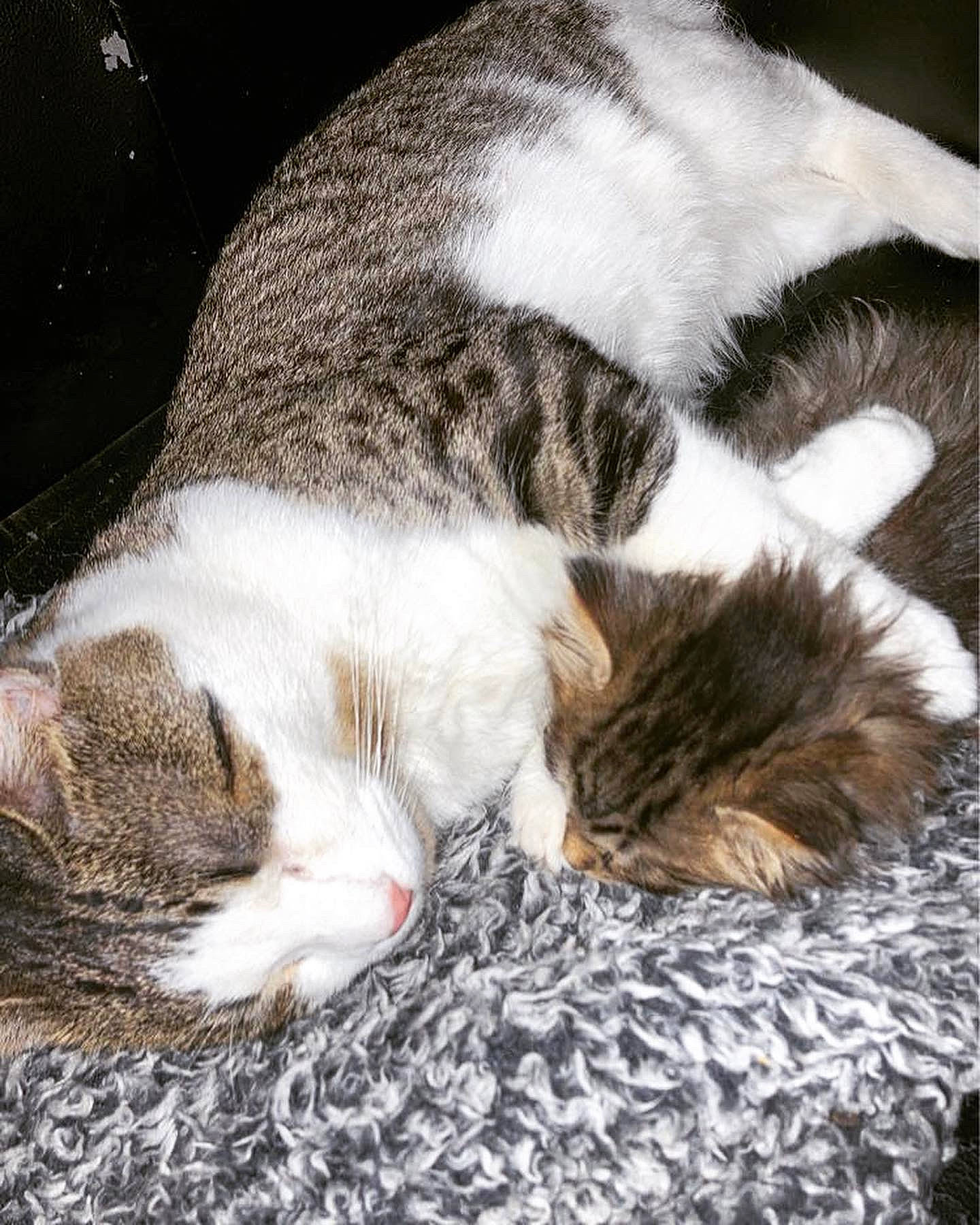 Harlow is registered to the contest to win money with this photo: carnivore, cat, close_up, comfort, domestic_short_haired_cat, felidae, fur, grass, grey, nap, paw, sleep, small_to_medium_sized_cats, snout, tail, terrestrial_animal, whiskers