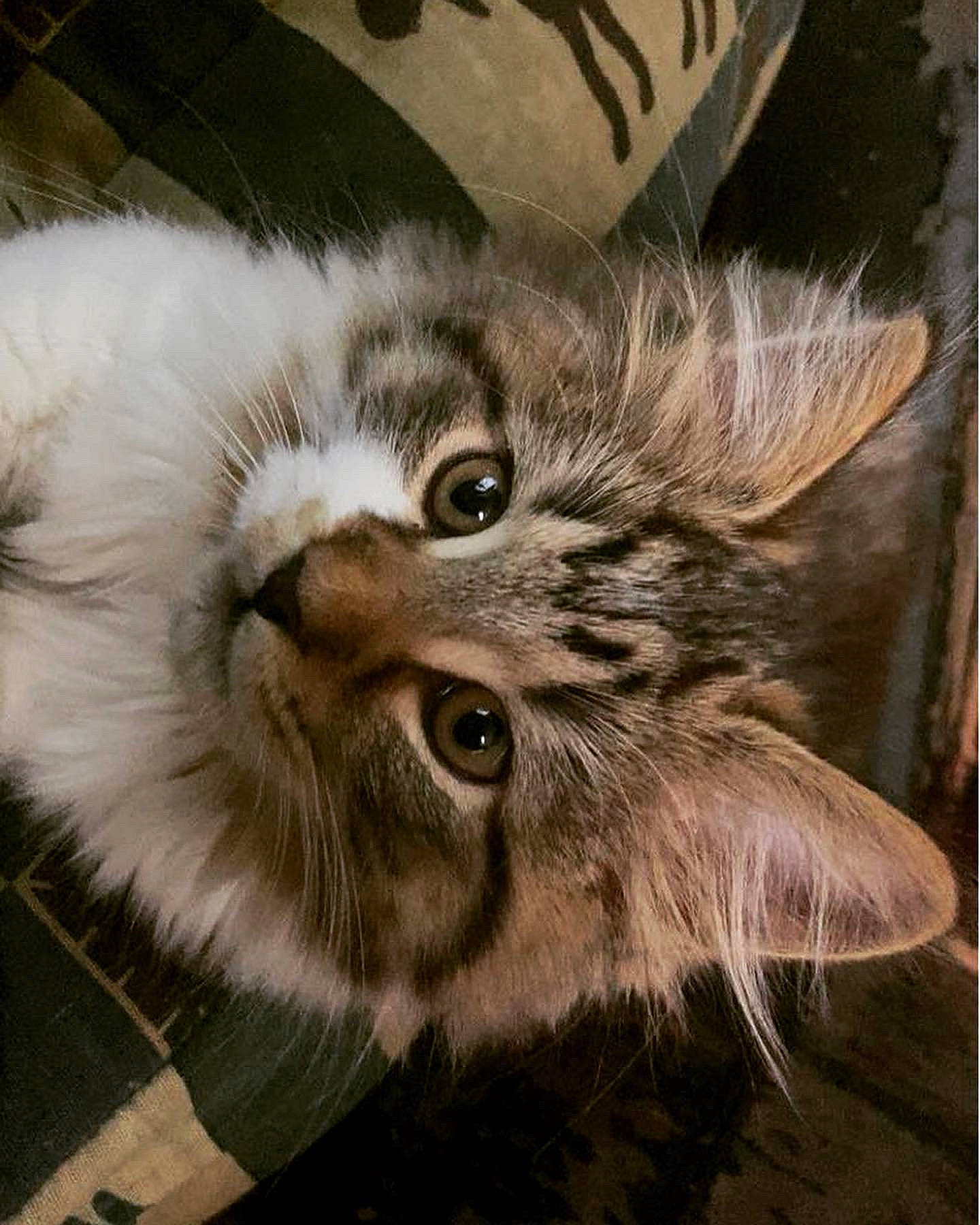 Munch is registered to the contest to win money with this photo: british_longhair, carnivore, cat, claw, domestic_short_haired_cat, fawn, felidae, fur, maine_coon, paw, rectangle, small_to_medium_sized_cats, snout, tail, terrestrial_animal, whiskers