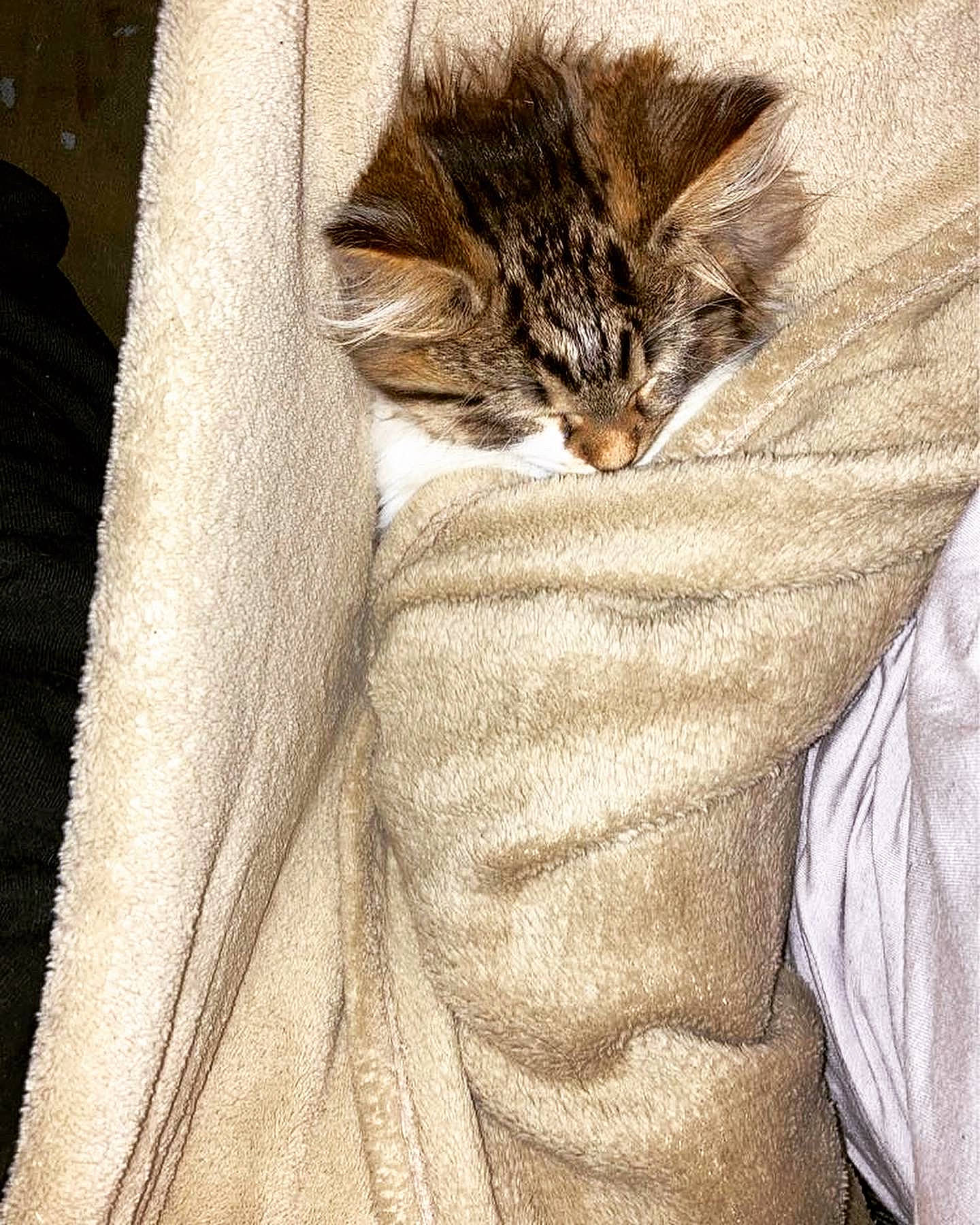 Munch is registered to the contest to win money with this photo: bed_sheet, bedding, beige, carnivore, cat, comfort, domestic_short_haired_cat, fawn, felidae, fur, grey, linens, pattern, sleeve, small_to_medium_sized_cats, tail, textile, whiskers, window, wood