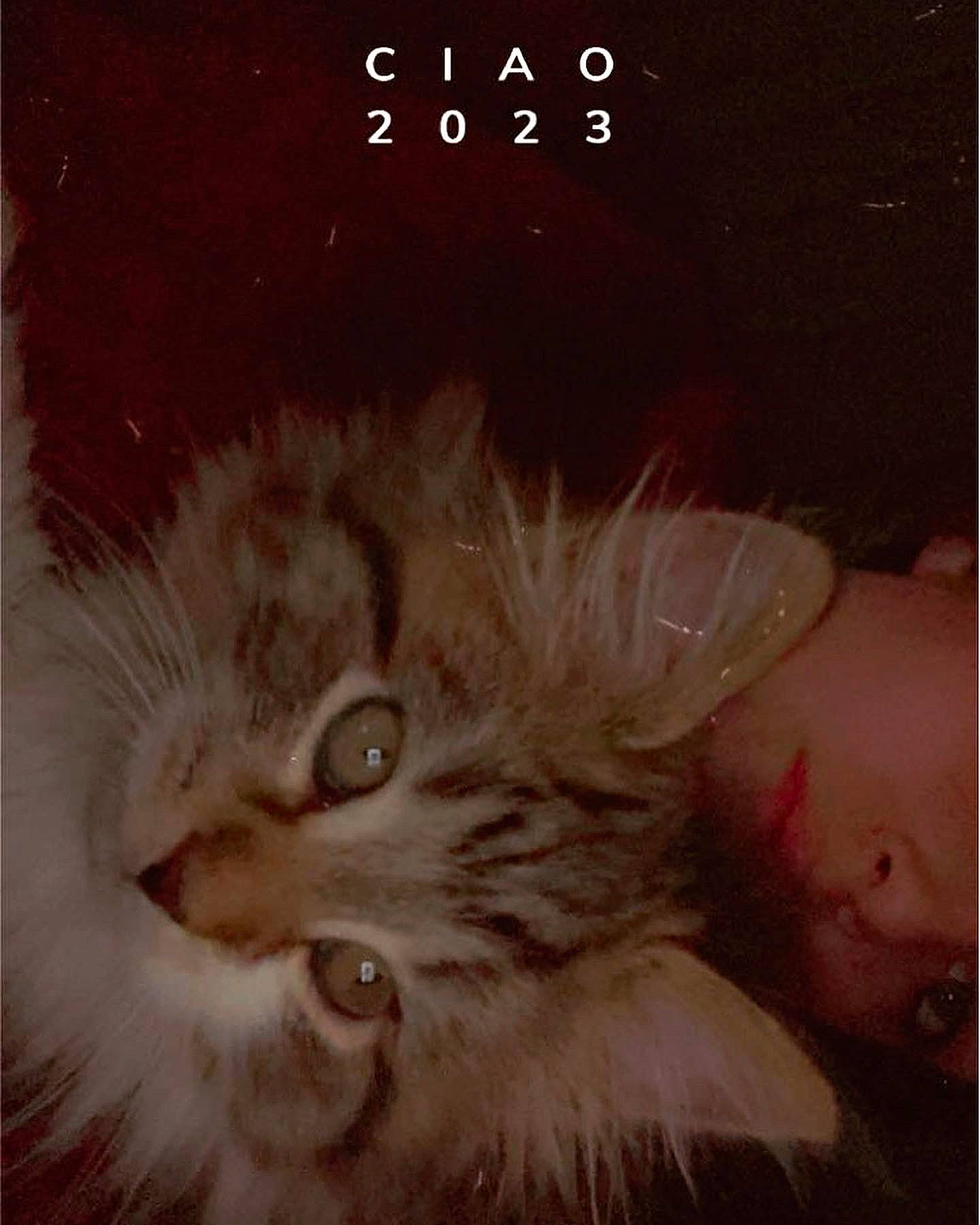 Munch is registered to the contest to win money with this photo: art, british_longhair, carnivore, cat, fashion_accessory, felidae, font, fur, paw, photo_caption, plant, small_to_medium_sized_cats, snout, tail, terrestrial_animal, whiskers