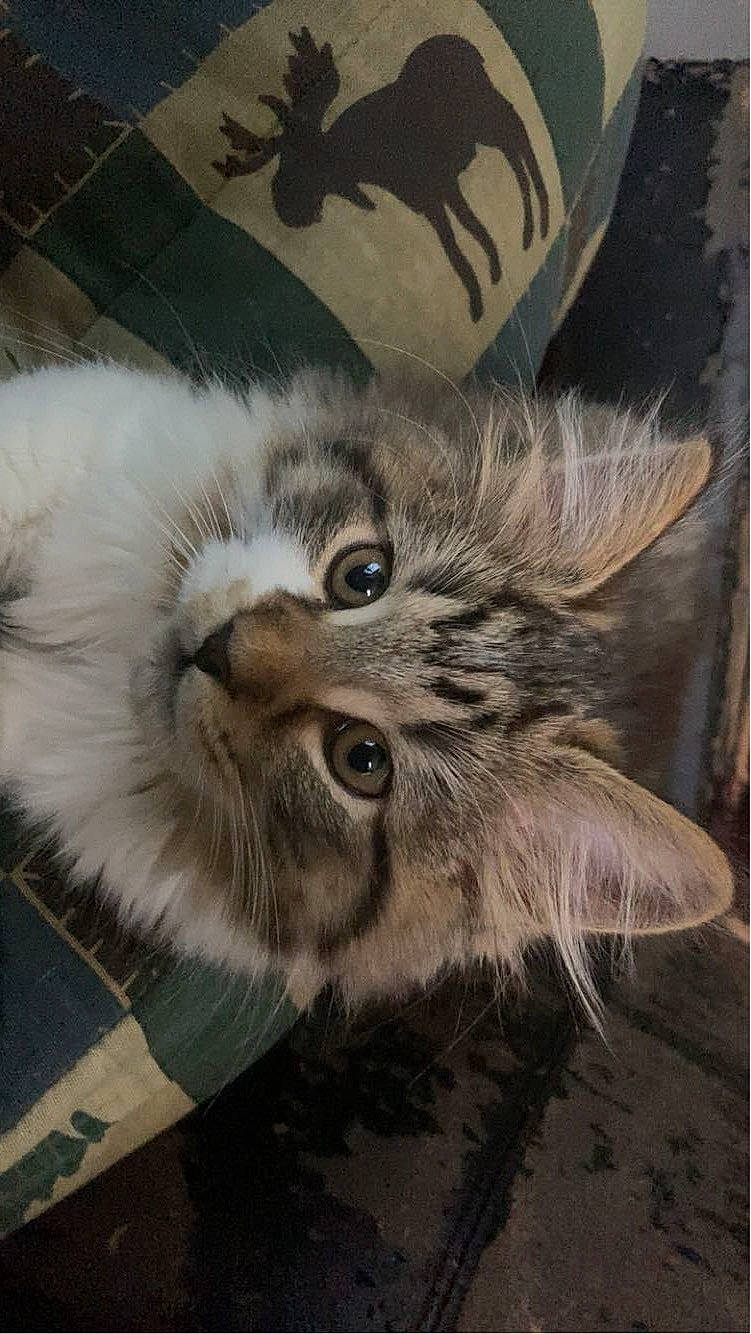 Munch joined the competition — help win amazing prizes! art, british_longhair, carnivore, cat, claw, domestic_short_haired_cat, fawn, felidae, fur, grey, illustration, paw, photo_caption, small_to_medium_sized_cats, snout, tail, terrestrial_animal, visual_arts, whiskers