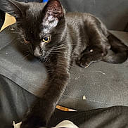 Boo is registered to the contest to win money with this photo: cat, black_cat, pet, animal, feline, lying_down, lounging, yellow_eyes, green_eyes, whiskers, ears, fur, paws, tail, indoor, chair, fabric, gray_background, portrait, relaxed