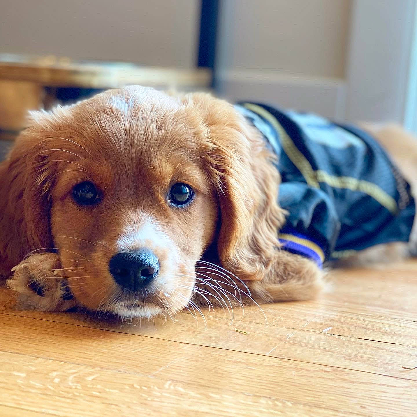 Sunny joined the competition — help win amazing prizes! canidae, carnivore, companion_dog, dog, dog_breed, dog_supply, fawn, flooring, fur, hardwood, liver, pet_supply, retriever, snout, sporting_group, toy, varnish, whiskers, wood, working_animal