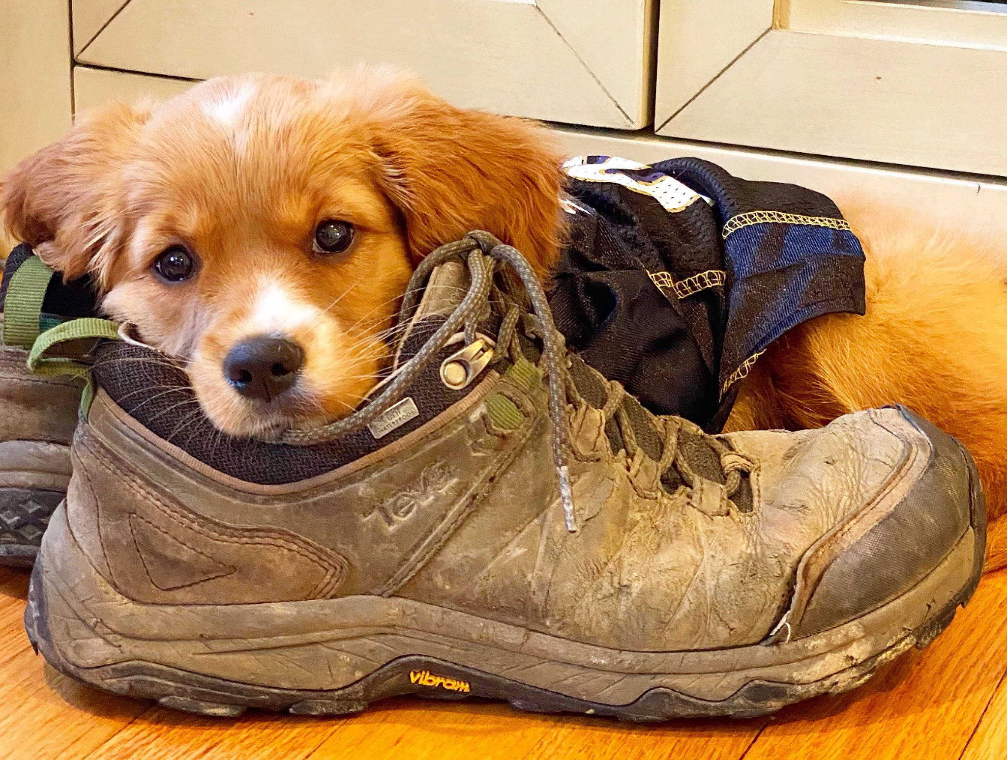 Sunny joined the competition — help win amazing prizes! athletic_shoe, carmine, carnivore, clock, comfort, companion_dog, dog, dog_breed, dog_supply, electric_blue, fawn, fur, outdoor_shoe, pet_supply, shoe, snout, sporting_group, toy_dog, walking_shoe, whiskers