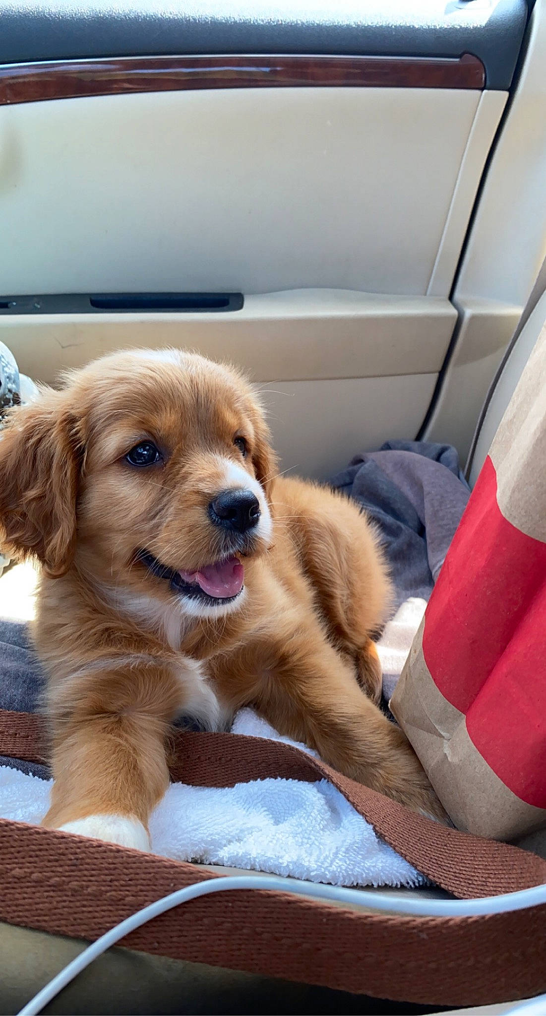 Sunny joined the competition — help win amazing prizes! automotive_exterior, canidae, car, car_seat, carnivore, comfort, companion_dog, dog, dog_breed, fawn, fur, liver, paw, plant, snout, sporting_group, vehicle, vehicle_door, whiskers, window