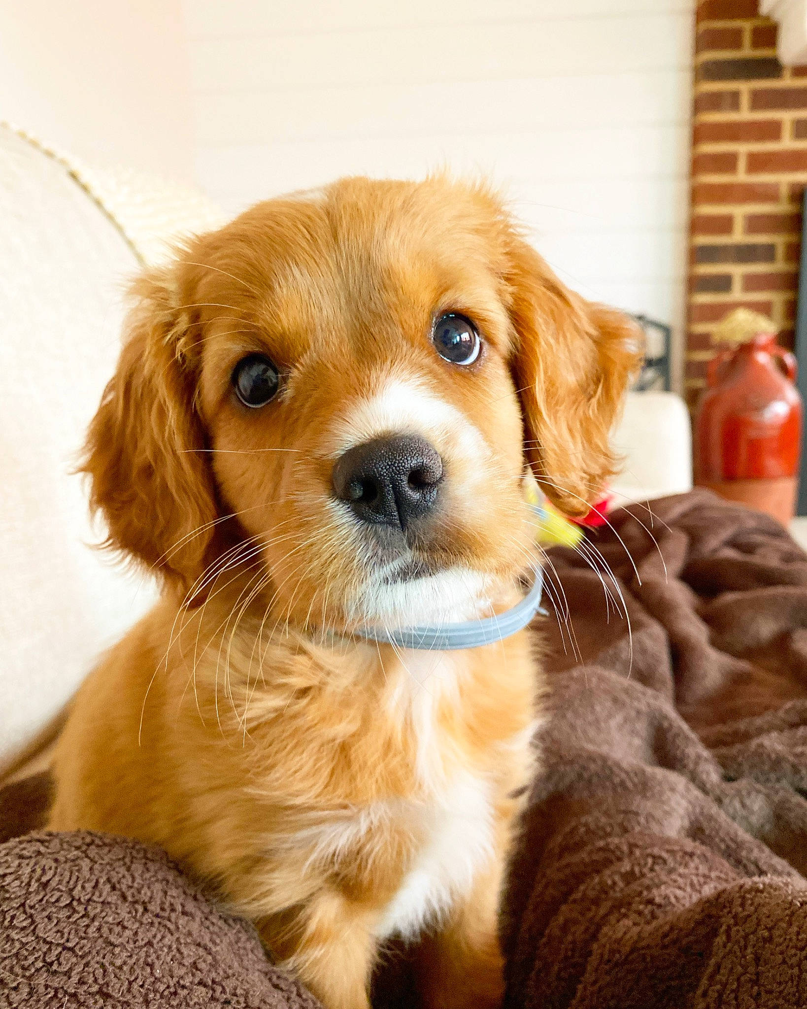 Sunny joined the competition — help win amazing prizes! ancient_dog_breeds, canidae, carnivore, companion_dog, dog, dog_breed, door, fur, liver, puppy, snout, terrestrial_animal, toy_dog, whiskers, wood, working_animal