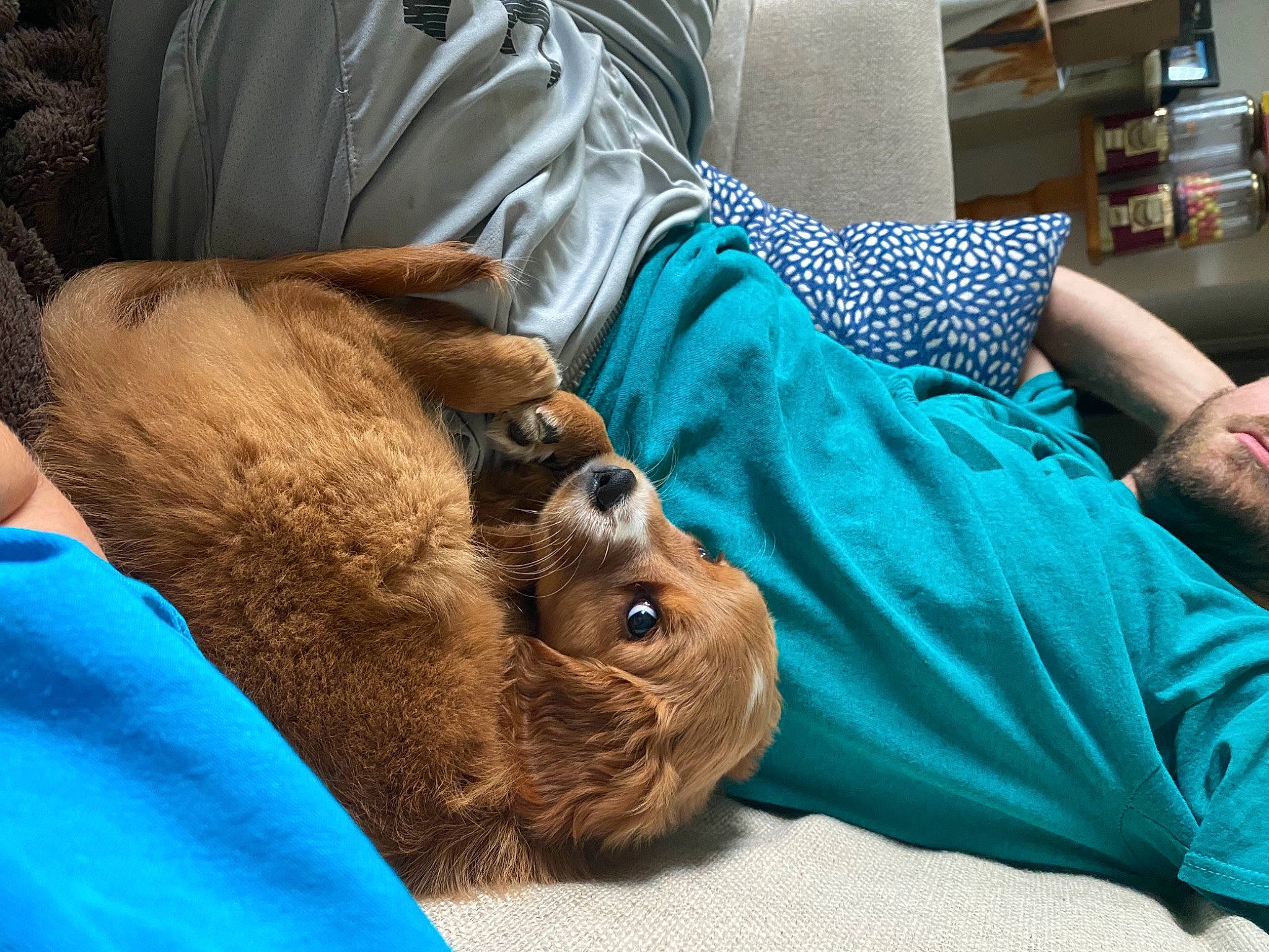 Sunny is registered to the contest to win money with this photo: child, comfort, companion_dog, dog_breed, fawn, felidae, hat, head, human, human_body, jaw, liver, mammal, nap, shelf, snout, terrestrial_animal, vertebrate, whiskers, wrinkle