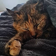 Chamalow participe au concours pour gagner de l'argent avec cette photo : cat, sleeping, tortoiseshell, blanket, cozy, indoor, pet, fur, closeup, resting, warm, comfort, paw, relaxed, feline, home, texture, heater, peaceful, nap