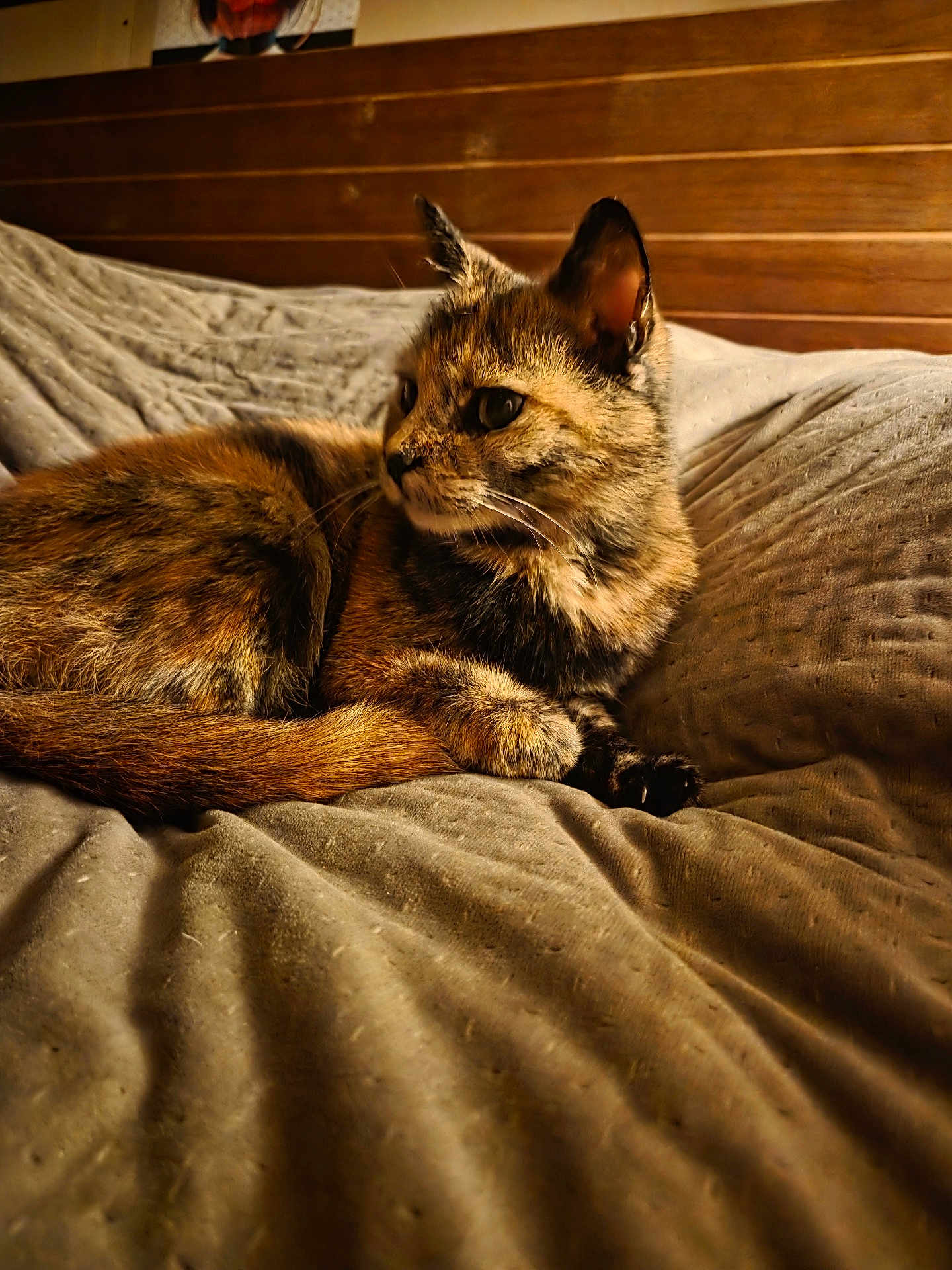 Chamalow participe au concours pour gagner de l'argent avec cette photo : cat, tortoiseshell_cat, pet, feline, animal, domestic_animal, fur, whiskers, relaxing, bed, blanket, indoor, cozy, resting, wood, headboard, soft_lighting, closeup, mammal, sleepy
