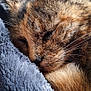 Chamalow participe au concours pour gagner de l'argent avec cette photo : cat, sleeping, close_up, fur, whiskers, ear, blanket, soft_texture, cozy, resting, pet, animal, domestic, feline, peaceful, sunlight, nap, indoor, warm, relaxation