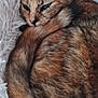 cat, tabby, fur, sleepy, cozy, fluffy, blanket, pet, animal, resting, cute, domestic, whiskers, ears, tail, feline, closeup, soft, warm, relaxed
