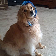 Sassy joined the competition — help win amazing prizes! dog, bandana, carpet, indoor, pet, golden, fluffy, canine, fur, collar, household, furniture, cabinet, speaker, looking_up, domestic, companion, animal, cute, sitting