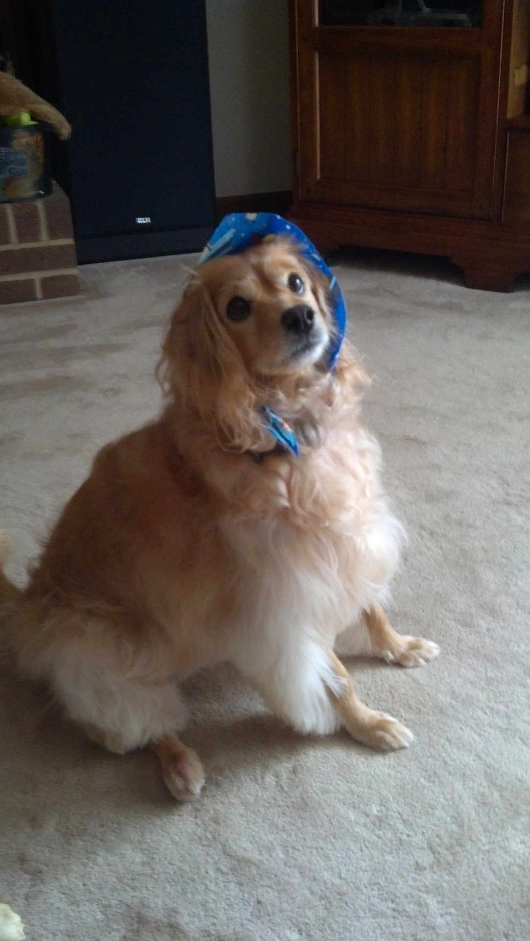 Sassy joined the competition — help win amazing prizes! dog, bandana, carpet, indoor, pet, golden, fluffy, canine, fur, collar, household, furniture, cabinet, speaker, looking_up, domestic, companion, animal, cute, sitting
