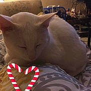 Sugar is registered to the contest to win money with this photo: animal, bed, blanket, candy_cane, cat, clutter, cozy, cute, furniture, heart_shape, household_items, indoor, lamp, patterned_blanket, pet, resting, sleeping, text_overlay, warm_lighting, white_cat