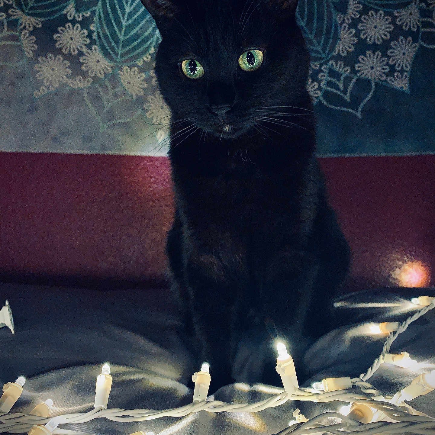 Maddie joined the competition — help win amazing prizes! abyssinian, animal, art, blackcat, candle, cat, couch, egyptiancat, festival, fire, furniture, hanukkahmenorah, kitten, manx, painting, pattern, pet