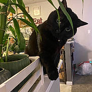 Maddie is registered to the contest to win money with this photo: animal, black_cat, carpet, cat, cozy, curious, decor, domestic, feline, flooring, furniture, green_leaves, home, indoor, leaf, pet, plant, pot, railing, wall_art