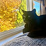 Maddie joined the competition — help win amazing prizes! animal, autumn, black_cat, blanket, cat, cozy, daylight, fall_foliage, feline, green_tree, indoor, looking_outside, nature_view, orange_leaves, pet, relaxing, sunlight, tree, window, yellow_leaves