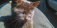 Maddie is registered to the contest to win money with this photo: adorable, animal, black_cat, car_interior, closeup, cute, domestic_cat, feline, fur, indoors, kitten, lap, pet, portrait, resting, shadow, sunlight, tiny, whiskers, young_cat
