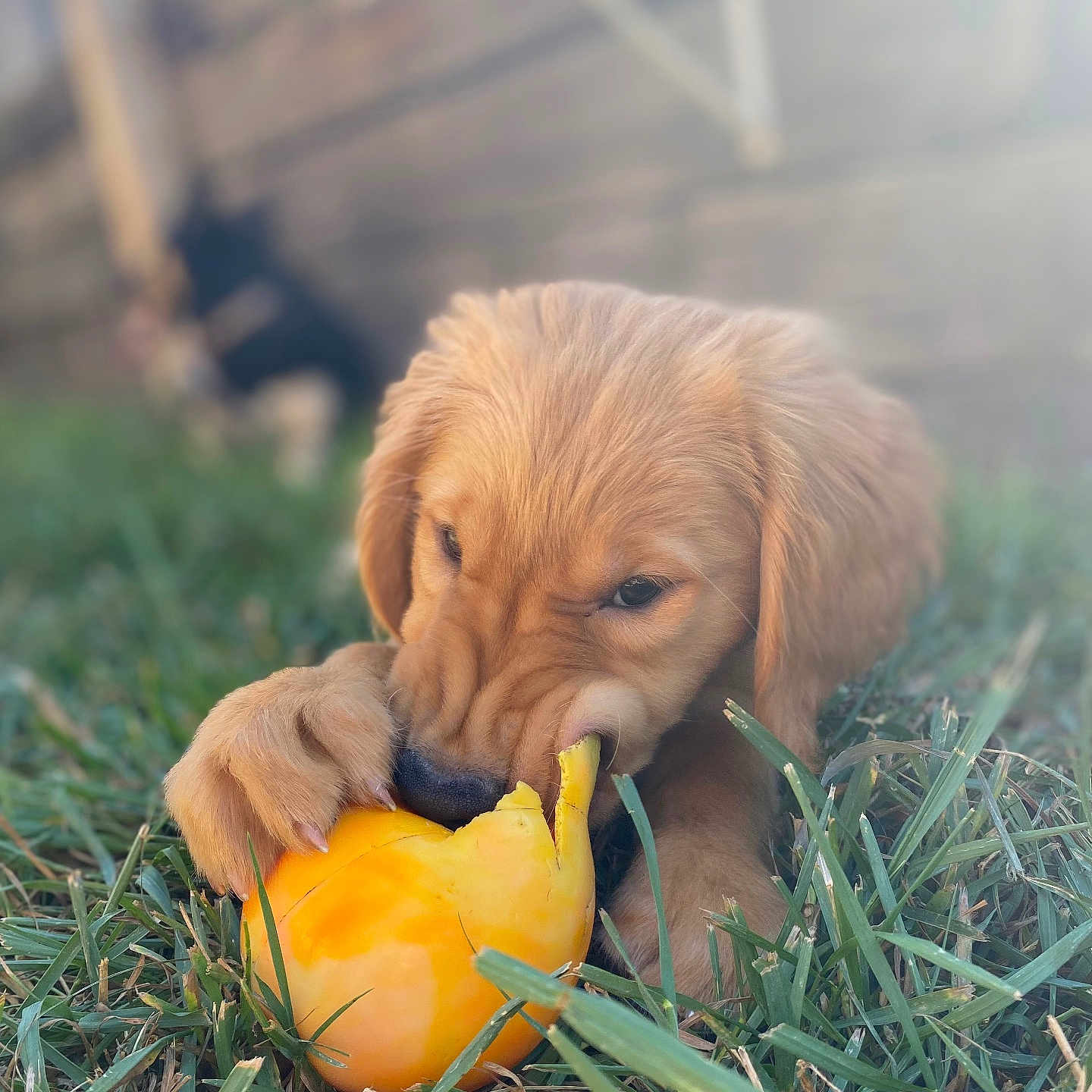 Kingston joined the competition — help win amazing prizes! adorable, animal, chewing, closeup, cute, daylight, dog, fur, golden_retriever, grass, nature, outdoor, paw, pet, playful, puppy, snout, summer, toy, young_dog