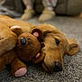 animal, carpet, close_up, cozy, cute, dog, floor, golden_retriever, home, indoor, laying_down, pajama_pants, person, pet, puppy, relaxed, slippers, soft_toy, stuffed_toy, teddy_bear