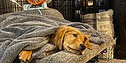 Kingston joined the competition — help win amazing prizes! dog, golden_retriever, puppy, blanket, cushion, dog_crate, fan, carpet, photo_collage, home_interior, relaxed, cozy, pet, resting, furniture, living_room, animal, cute, indoor, comfort