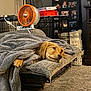animal, blanket, carpet, comfort, cozy, cushion, cute, dog, dog_crate, fan, furniture, golden_retriever, home_interior, indoor, living_room, pet, photo_collage, puppy, relaxed, resting