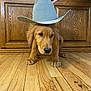 Kingston joined the competition — help win amazing prizes! golden_retriever, puppy, dog, hat, cowboy_hat, wooden_floor, wooden_cabinet, hand, indoor, pet, animal, cute, adorable, brown, fur, floor, portrait, young_dog, domestic_animal, home