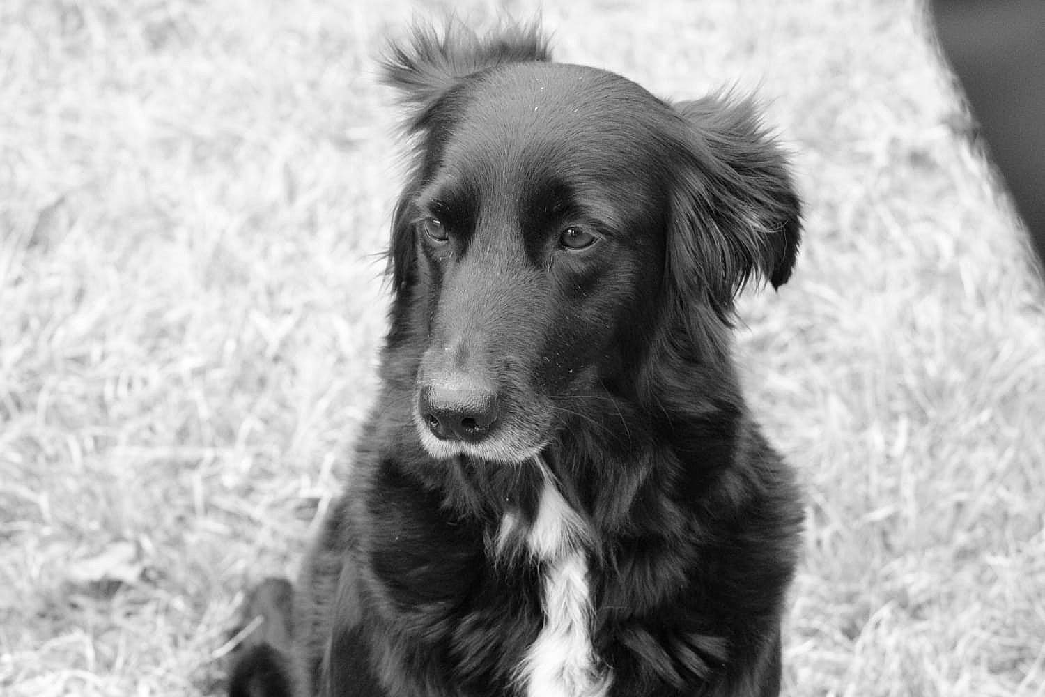 Jena participe au concours pour gagner de l'argent avec cette photo : black_and_white, borador, canidae, carnivore, companion_dog, dog, dog_breed, fur, grass, gun_dog, hunting_dog, monochrome, monochrome_photography, retriever, sporting_group, terrestrial_animal, whiskers, working_animal, working_dog