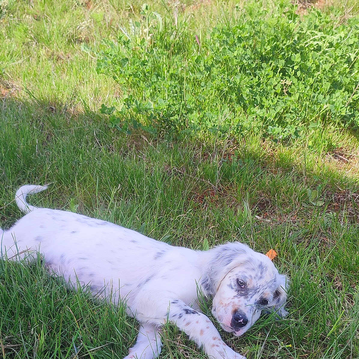 Volt a rejoint le concours — aidez-le/la à gagner de superbes lots ! animal, canine, cockerspaniel, countryside, dalmatian, dog, field, grass, grassland, hound, lawn, meadow, nature, outdoors, pet, plant, pointer, puppy, rural, whitedog