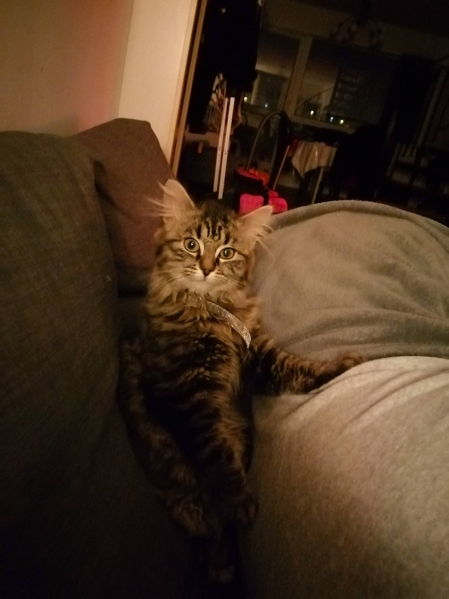 Noushka participe au concours pour gagner de l'argent avec cette photo : american_shorthair, asian, bed, carnivore, cat, dragon_li, ear, european_shorthair, eye, felidae, fur, kitten, maine_coon, norwegian_forest_cat, pixie_bob, siberian, small_to_medium_sized_cats, tabby_cat, whiskers