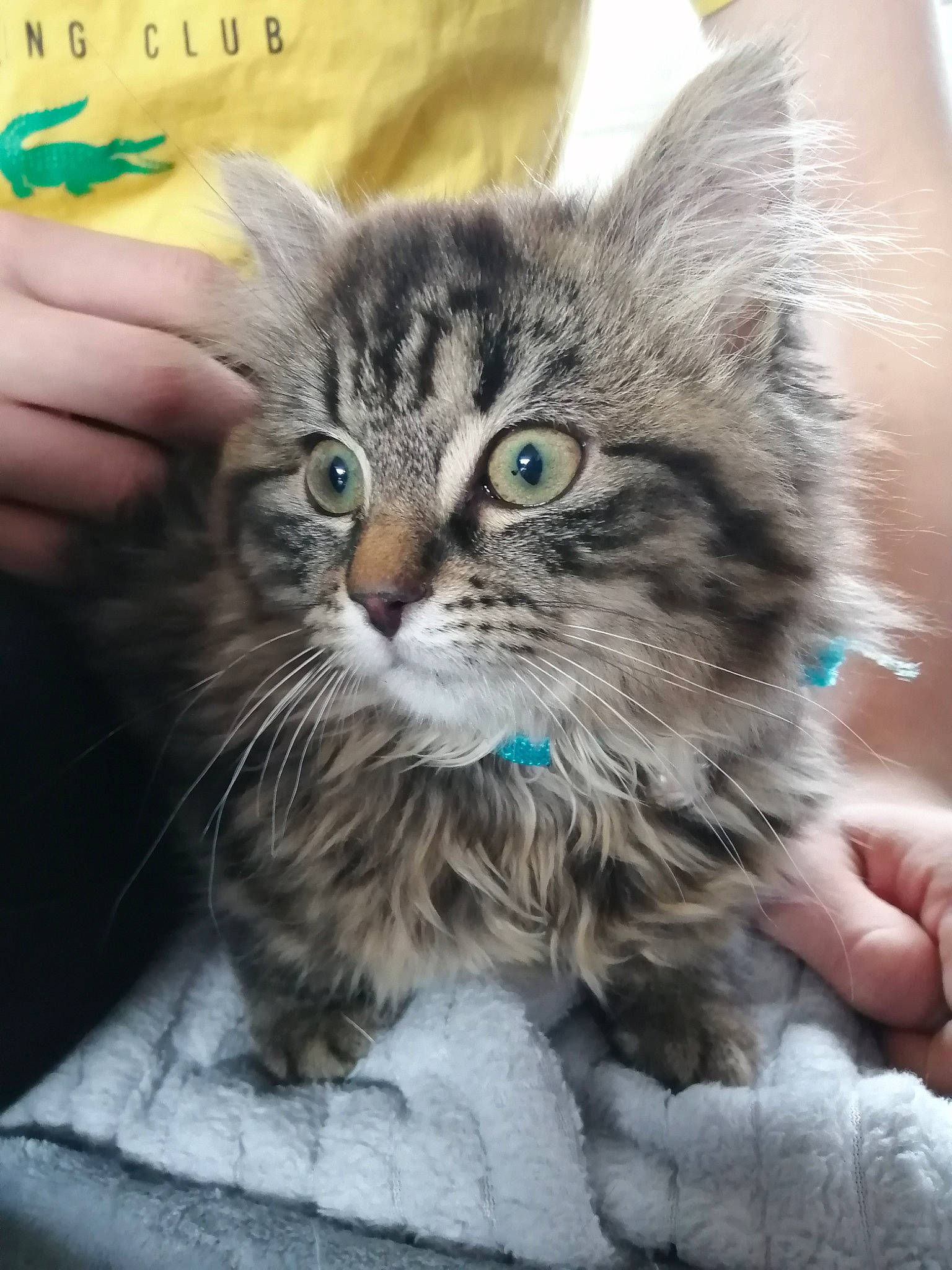 Noushka a rejoint le concours — aidez-le/la à gagner de superbes lots ! american_curl, asian, british_semi_longhair, carnivore, cat, domestic_long_haired_cat, domestic_short_haired_cat, dragon_li, european_shorthair, felidae, kitten, maine_coon, mammal, norwegian_forest_cat, pixie_bob, siberian, small_to_medium_sized_cats, tabby_cat, vertebrate, whiskers