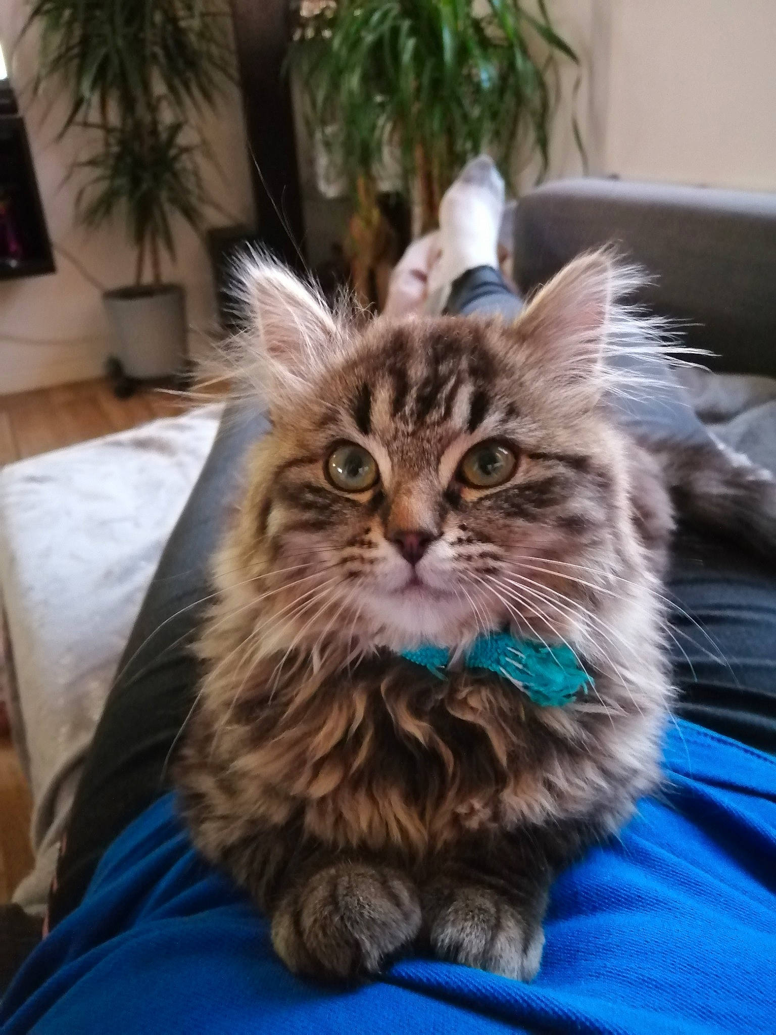 Noushka participe au concours pour gagner de l'argent avec cette photo : asian_semi_longhair, british_semi_longhair, carnivore, cat, cymric, domestic_long_haired_cat, felidae, fur, kitten, maine_coon, mammal, norwegian_forest_cat, persian, pixie_bob, ragamuffin, siberian, small_to_medium_sized_cats, tabby_cat, vertebrate, whiskers