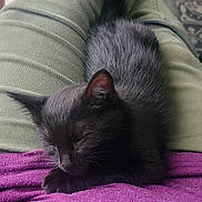 Tomoe joined the competition — help win amazing prizes! animal, cat, clothing, cozy, cute, fur, green, home, indoor, kitten, lap, pants, pet, purple, relaxed, resting, shirt, sleeping, small, tail