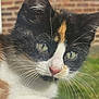 cat, kitten, calico, close_up, whiskers, outdoor, sunlight, brick_wall, window, curious, pet, animal, feline, face, ears, green_eyes, young, resting, nature, fur