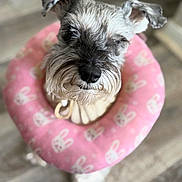 Candy joined the competition — help win amazing prizes! dog, schnauzer, pet, pink_collar, inflatable_collar, bunny_pattern, animal, fur, ears, nose, indoor, wooden_floor, cute, adorable, standing, closeup, portrait, gray_fur, whiskers, domestic_animal